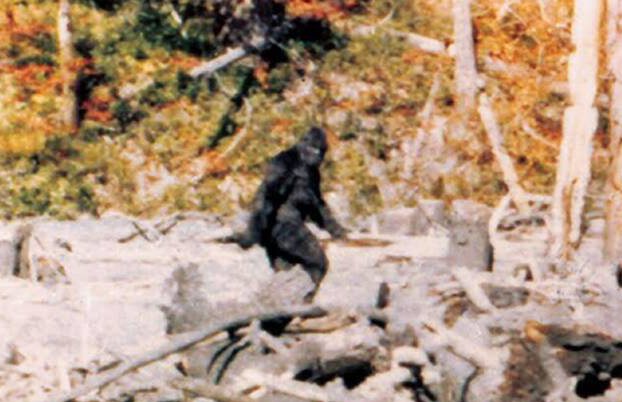 Patterson gimlin film