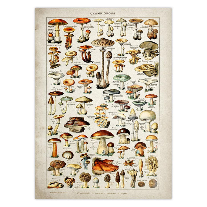 Mushrooms Identification Reference Diagram Wall Art