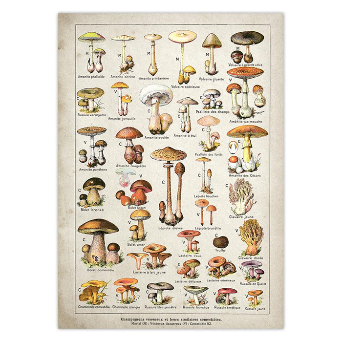 Mushrooms Identification Reference Diagram Wall Art