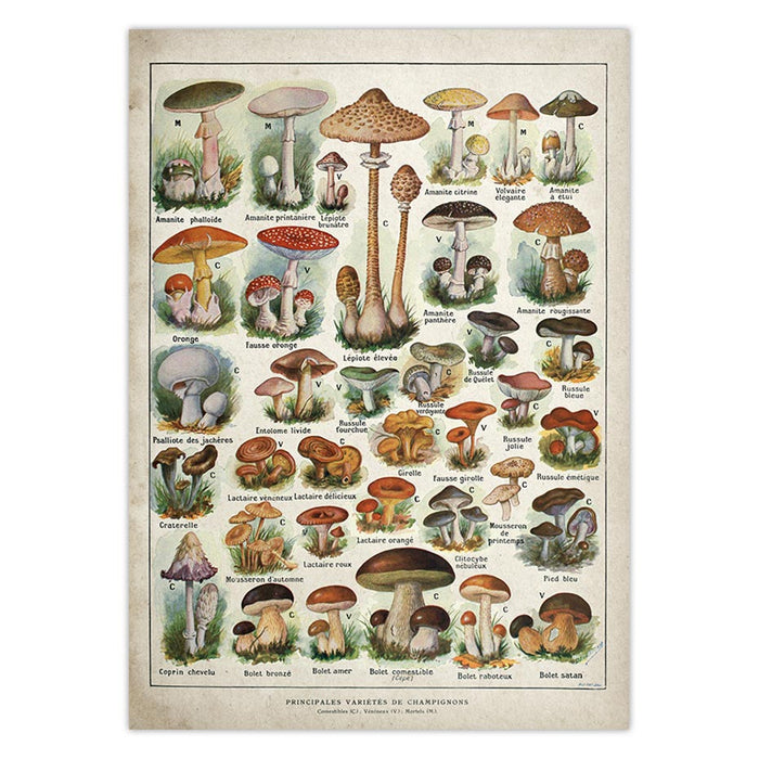 Mushrooms Identification Reference Diagram Wall Art